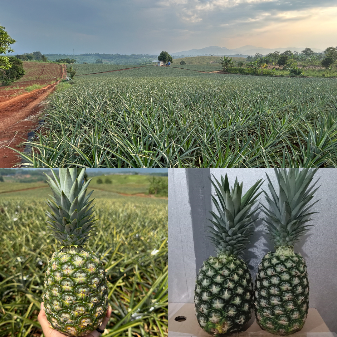 Nanas MD2 DBA, Budidaya nanas Sukabumi